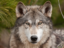 Webinar: Fantasiereise Krafttier Wolf
