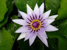 Webinar: ✿ BACHBLÜTEN ESSENZ REIKI ✿ Video Einweihung
