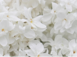 Monatssegen von Erzengel Gabriel