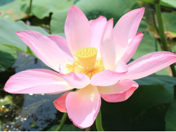 Webinar: FLOWER REIKI GRAD 1-7*7Fernübertragungen